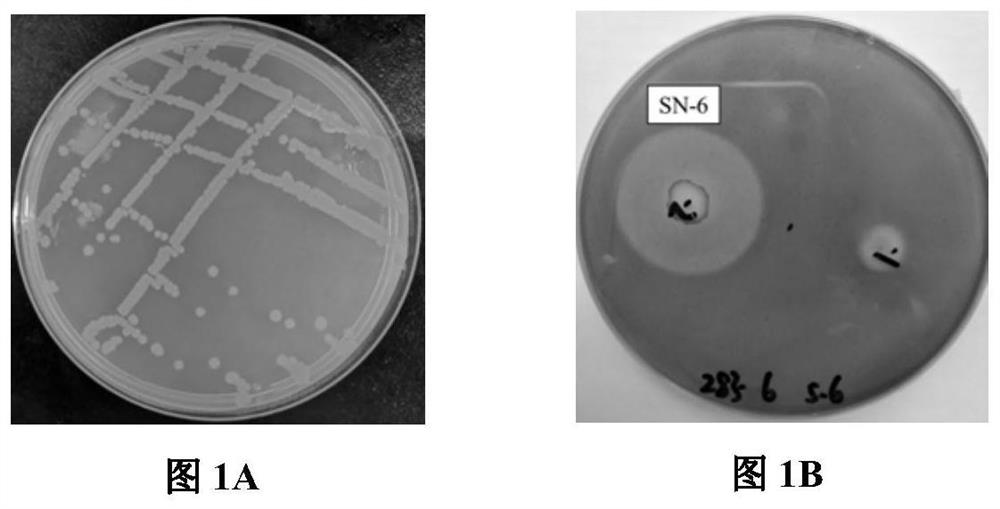 Screening and application of probiotic bacillus