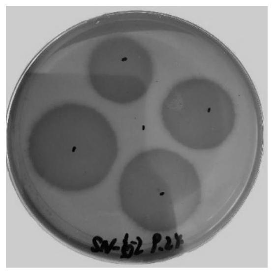 Screening and application of probiotic bacillus