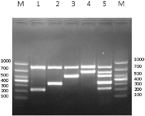 Quintuple PCR primer for detecting four salmonella serotypes, kit and application thereof