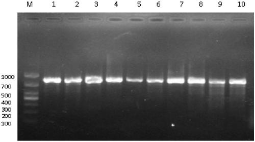 Quintuple PCR primer for detecting four salmonella serotypes, kit and application thereof
