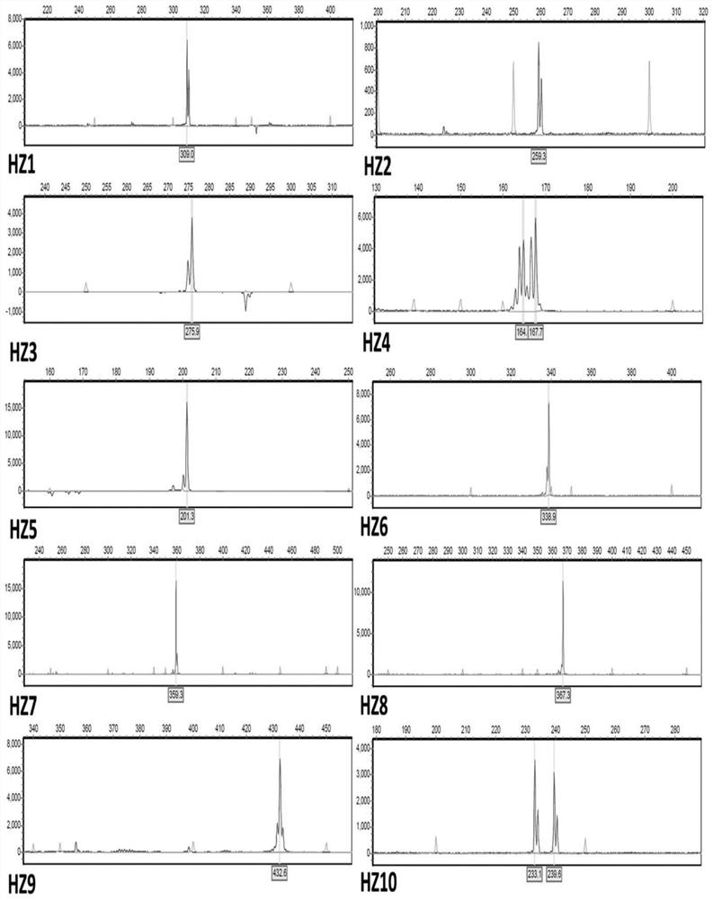 Fingerprint of an artificially domesticated Boletus nigricans strain hz18006 and its ssr markers