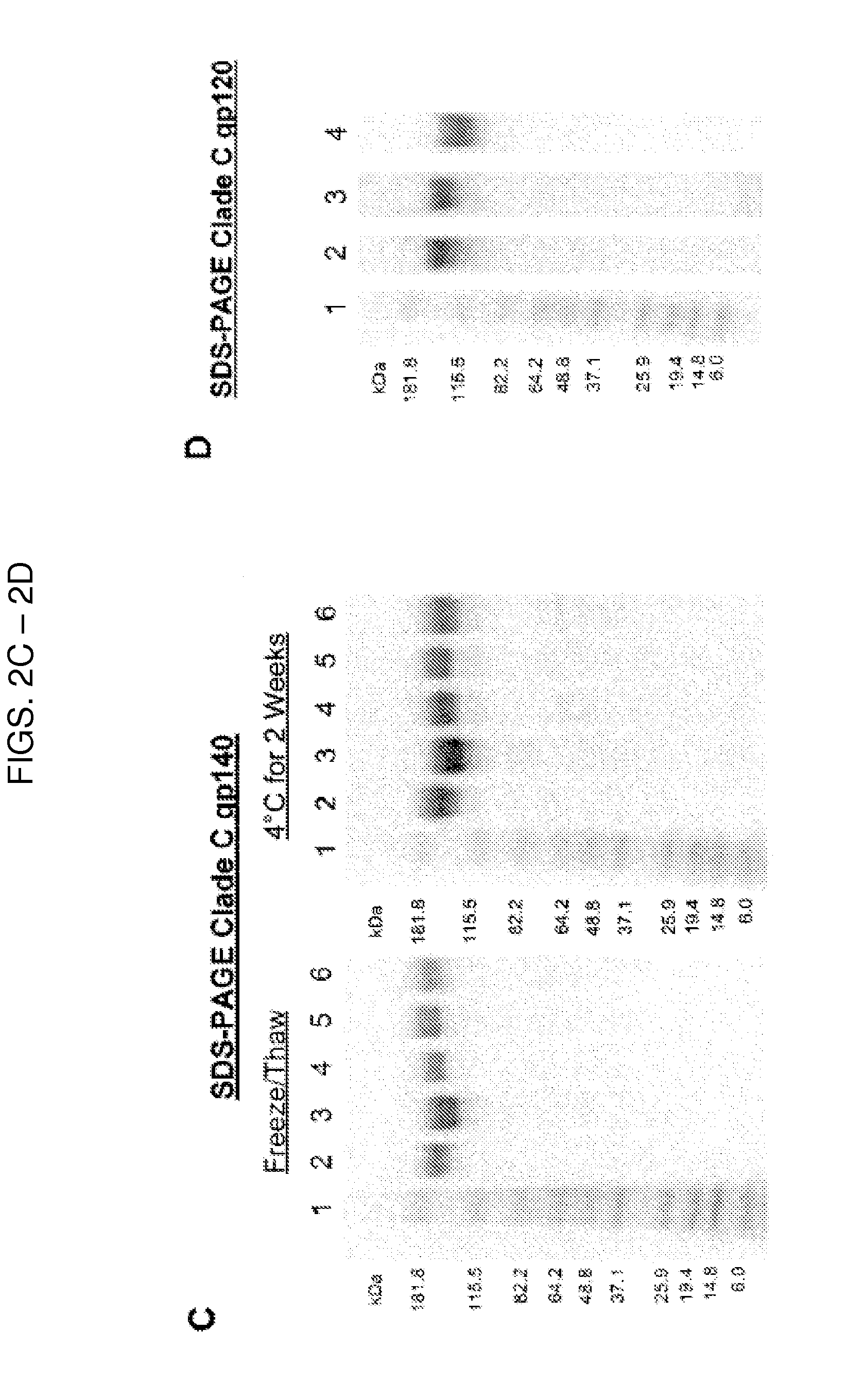 Stabilized human immunodeficiency virus (HIV) clade c envelope (ENV) trimer vaccines and methods of using same