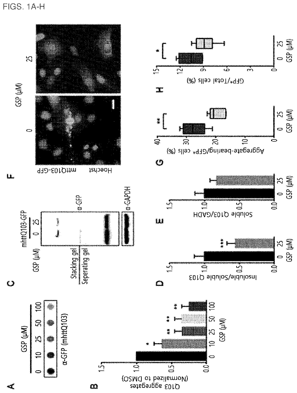 Composition comprising gossypetin for prevention or treatment of neurodegenerative disease