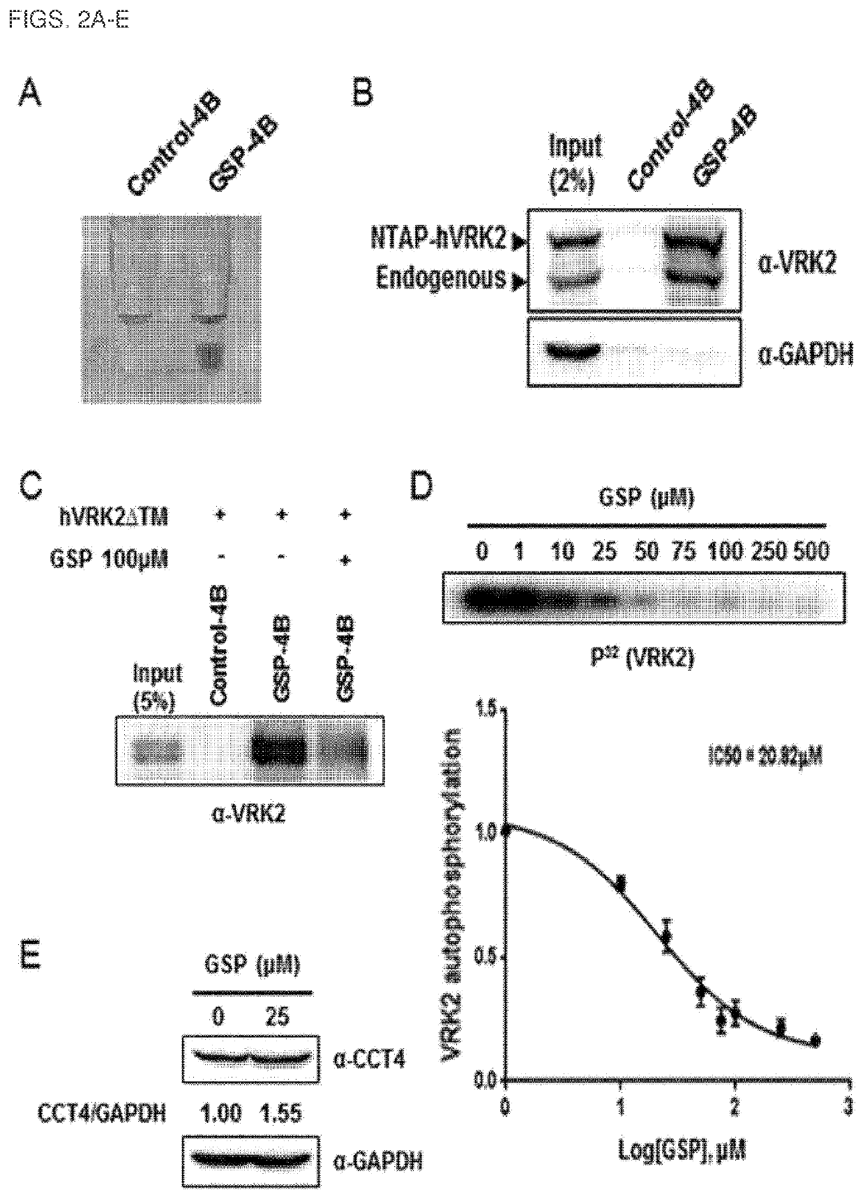 Composition comprising gossypetin for prevention or treatment of neurodegenerative disease