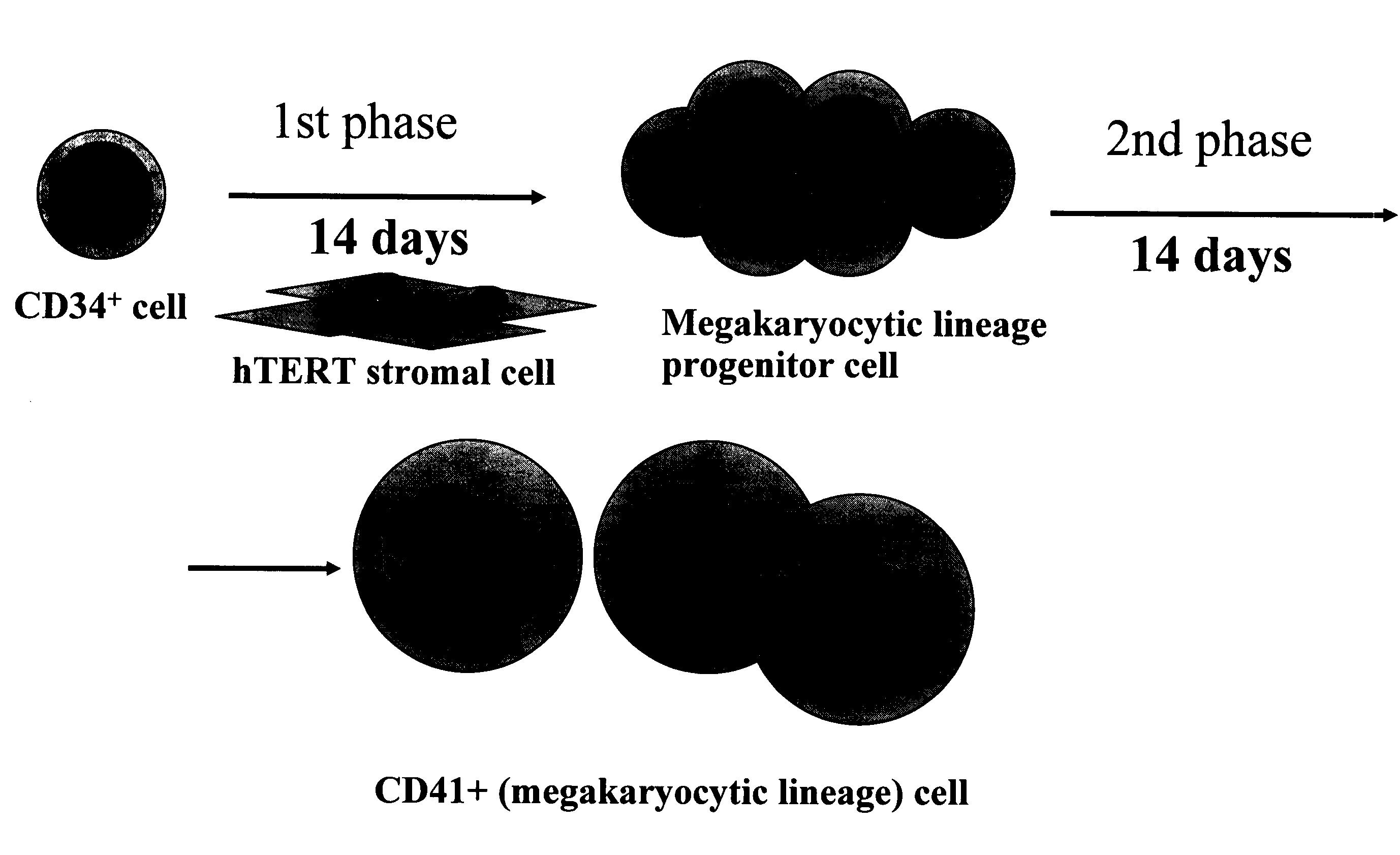 Differentiation of Cd34 Positive Cell to Megakaryocyte and Multiplication