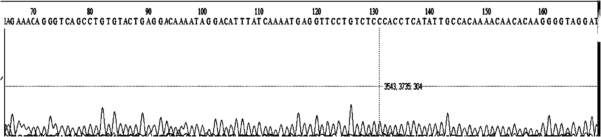 Semi-random primer based on PCR walking technology, and kit thereof