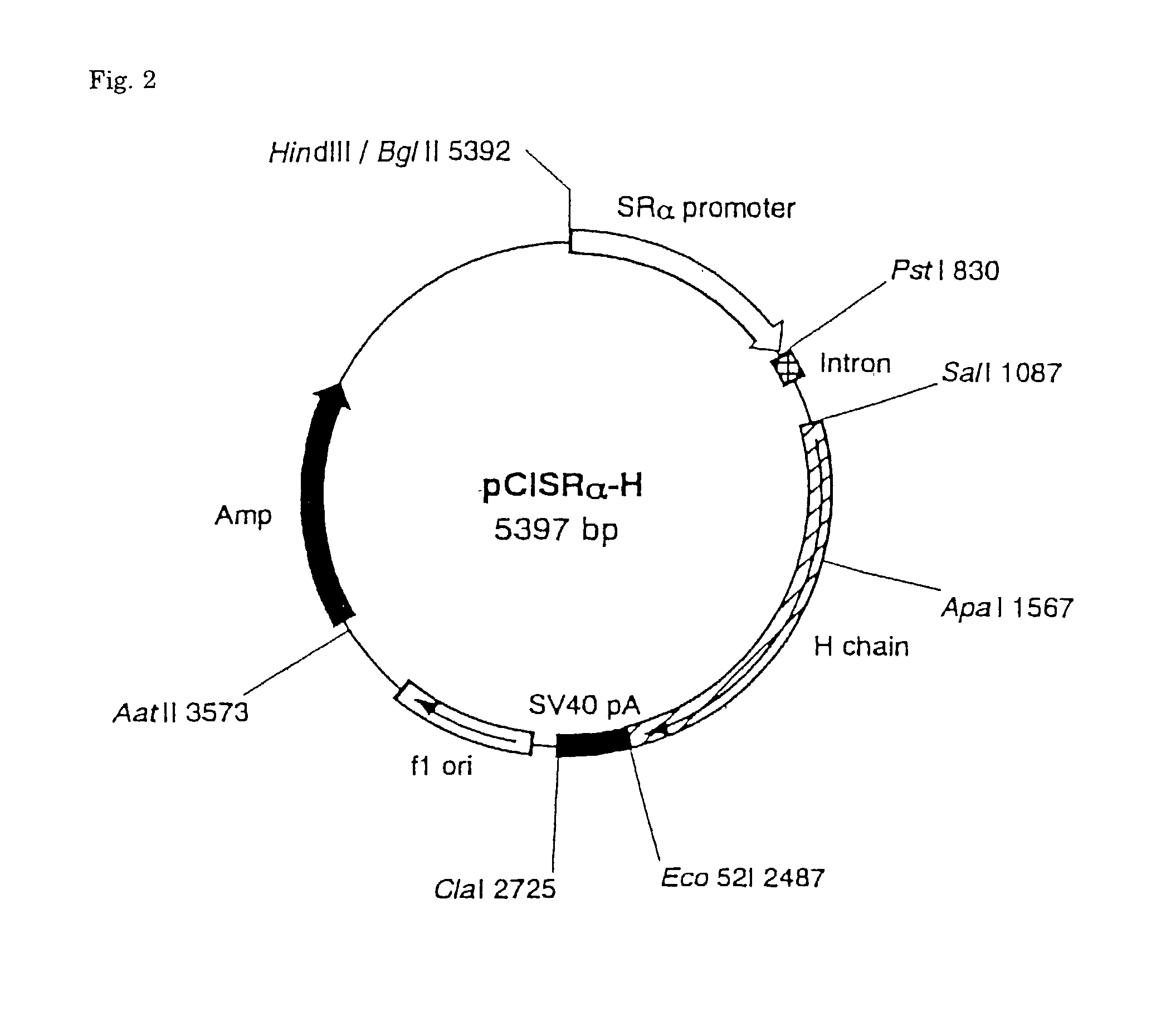 Novel peptide and screening method by using the same