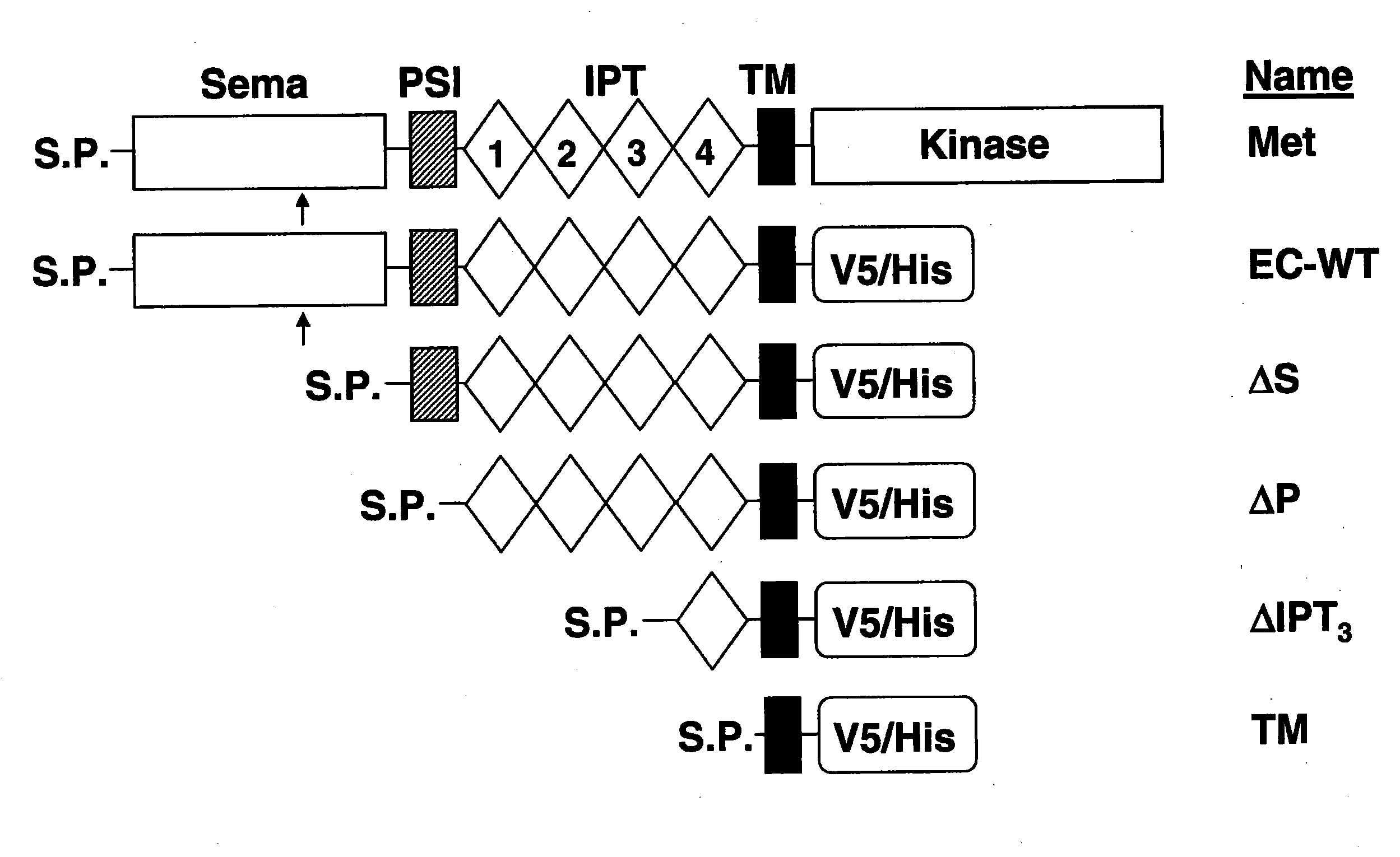 Methods and compositions for inhibiting c-met dimerization and activation