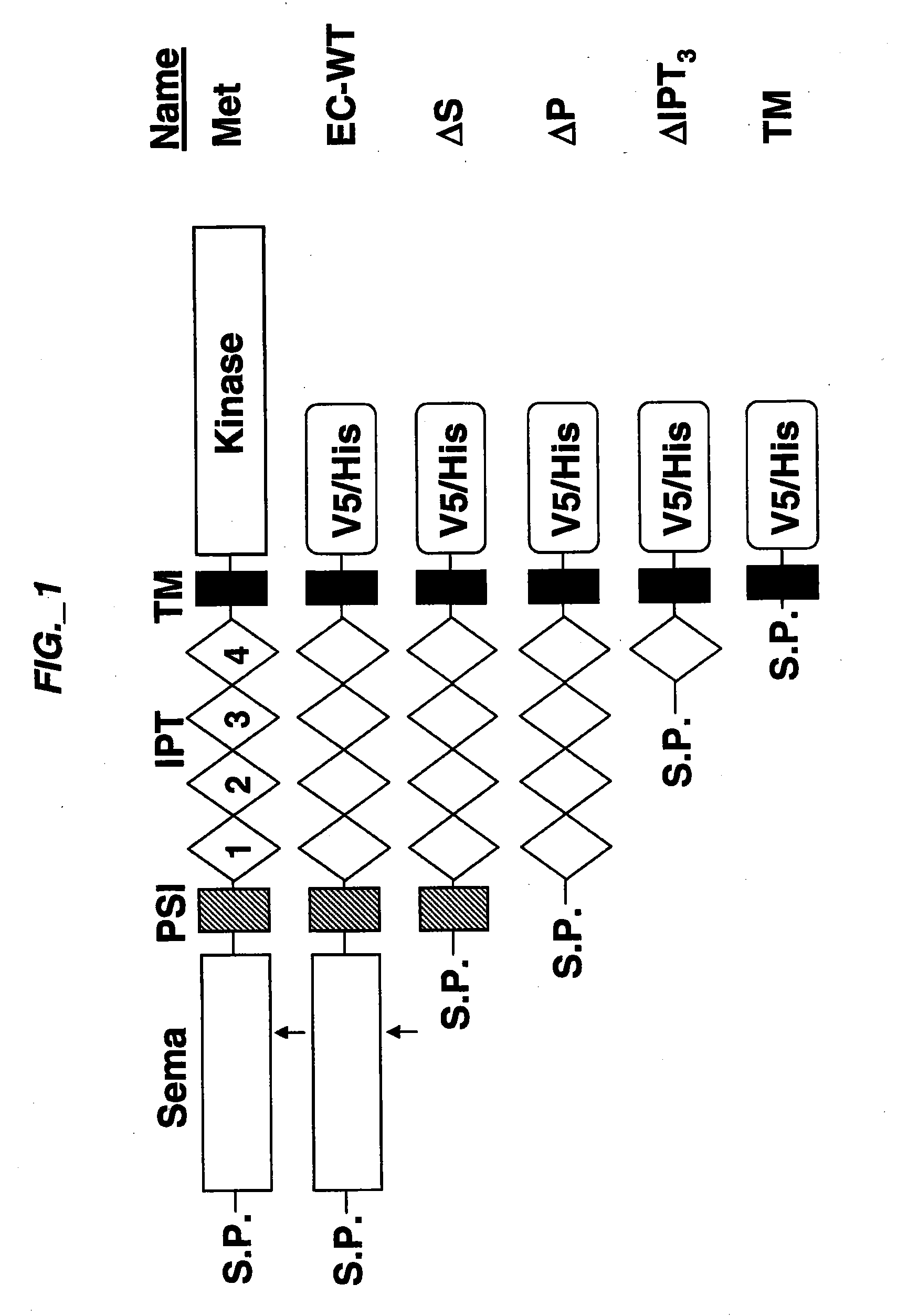 Methods and compositions for inhibiting c-met dimerization and activation