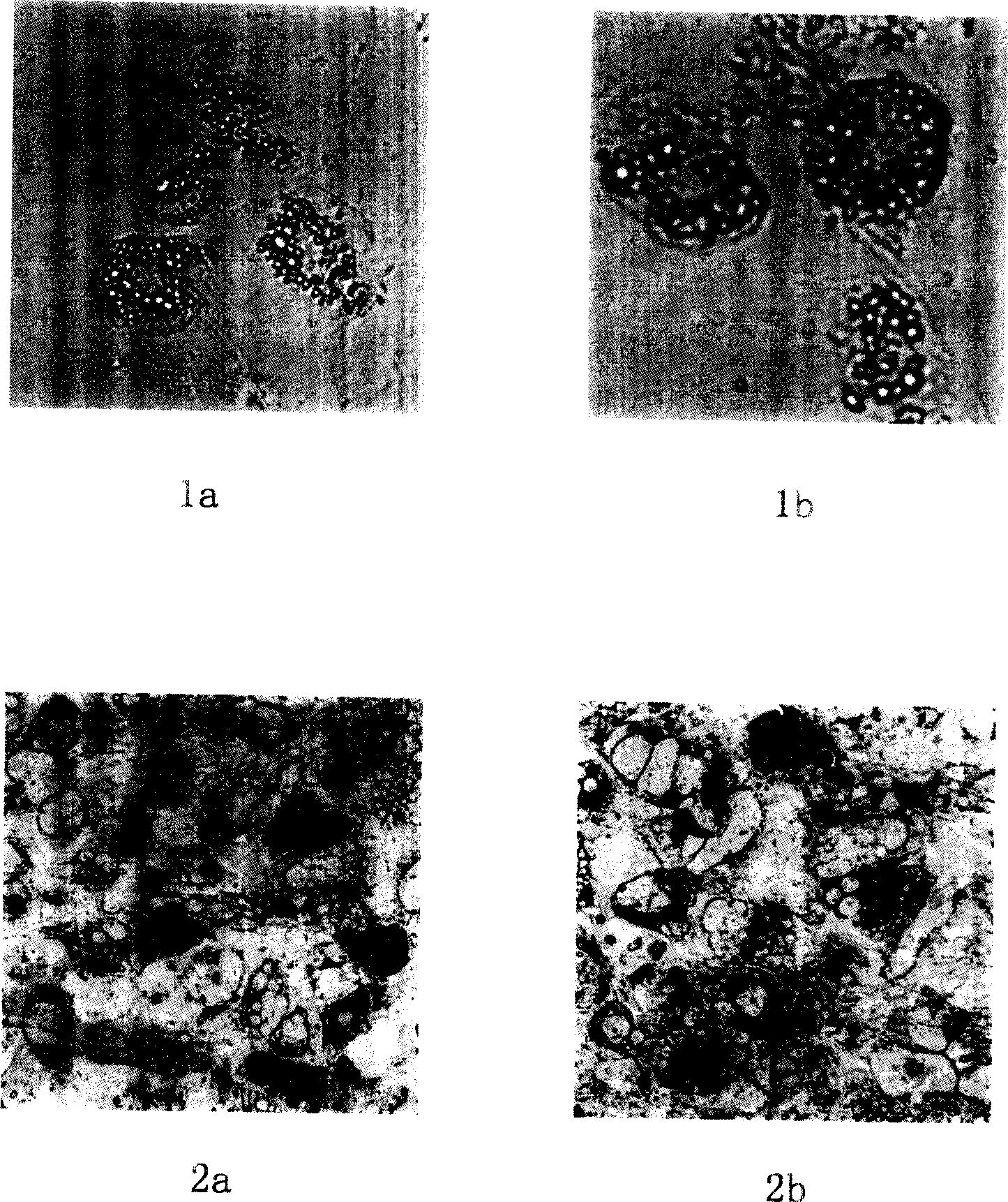 Method for differentiating fat cells by oriented inducing chick embryo primordial germcell