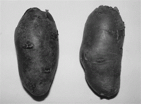 A kind of method for obtaining red potato mutant and used mutagenesis medium