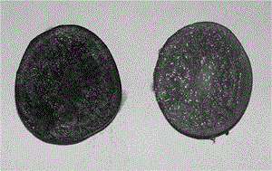 A kind of method for obtaining red potato mutant and used mutagenesis medium