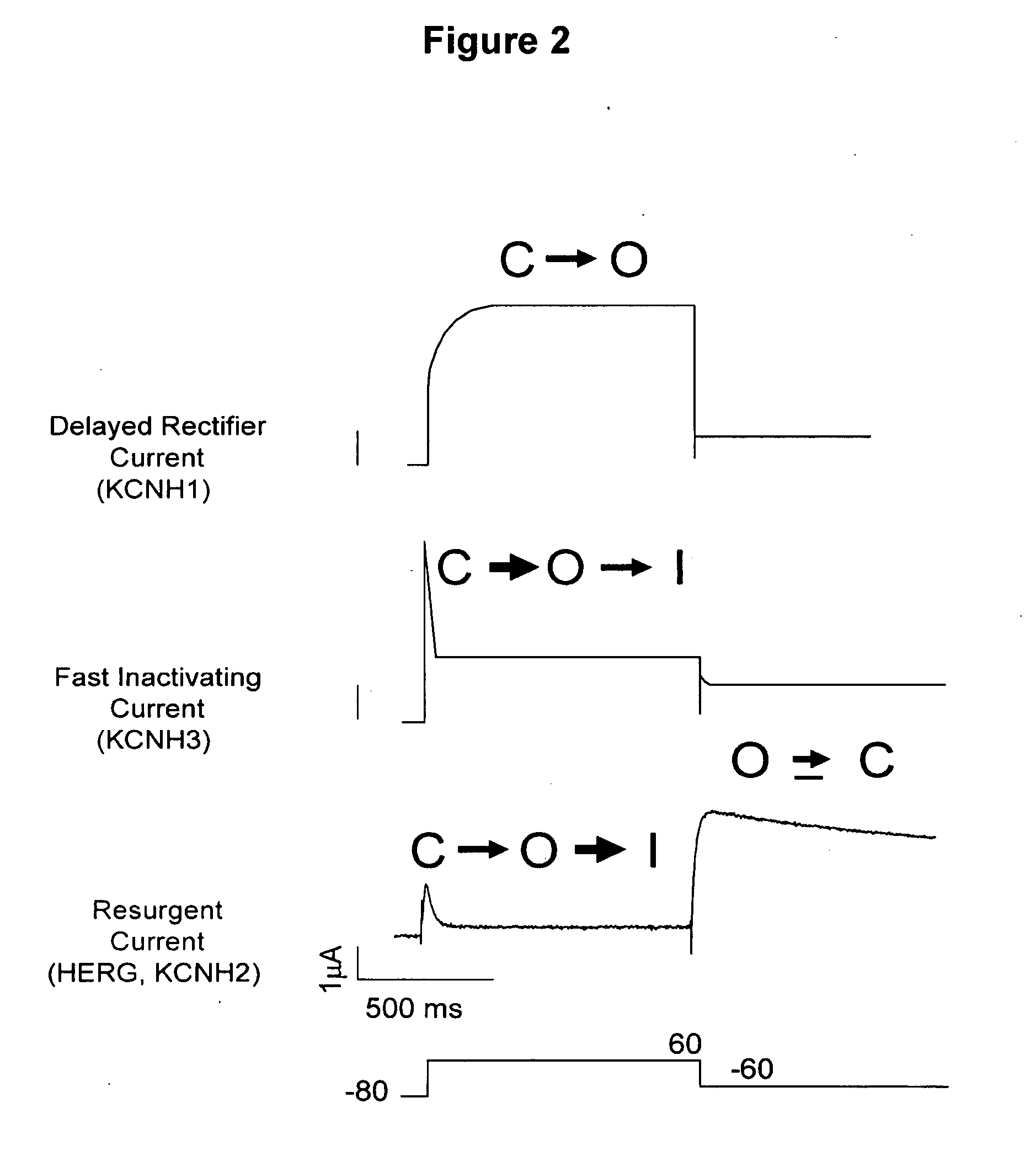 ERG-1 Peptides and Polynucleotides and Their Use in the Treatment and Diagnosis of Disease