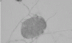 Method for culturing Trichoderma chlamydospore by using Caenorhabditis elegans, and application of chlamydospore