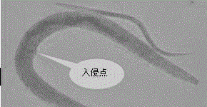 Method for culturing Trichoderma chlamydospore by using Caenorhabditis elegans, and application of chlamydospore