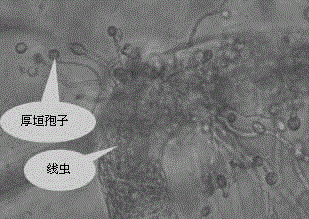 Method for culturing Trichoderma chlamydospore by using Caenorhabditis elegans, and application of chlamydospore