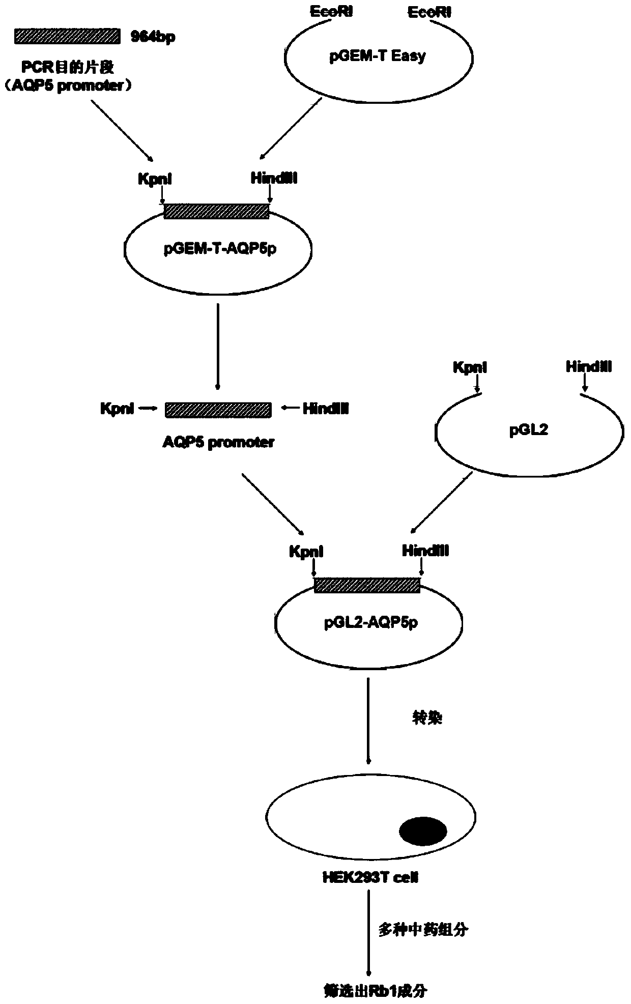 Recombination and drug screening application of aqp5 promoter luciferase reporter gene