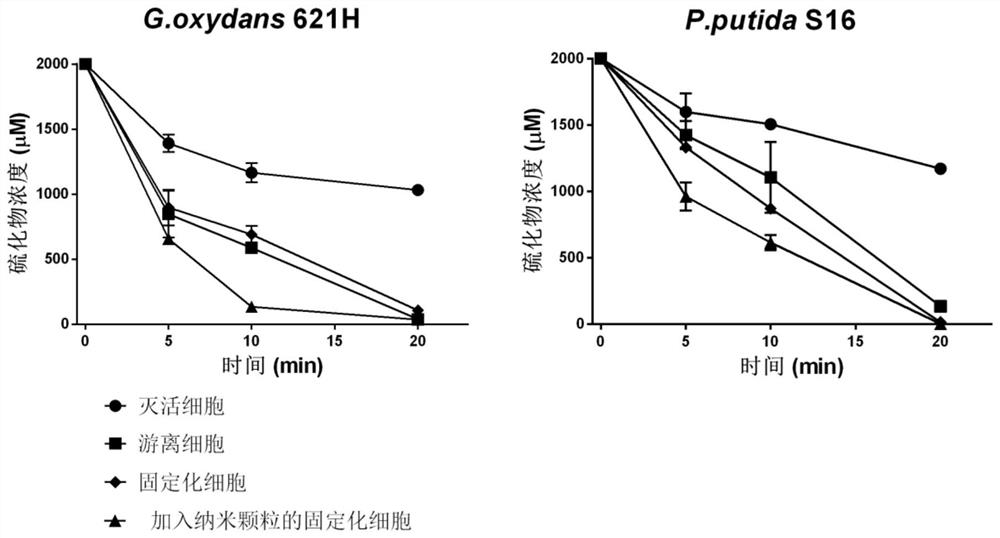 A kind of immobilized heterotrophic microorganism for removing sulfide and its preparation method and application