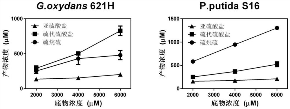 A kind of immobilized heterotrophic microorganism for removing sulfide and its preparation method and application