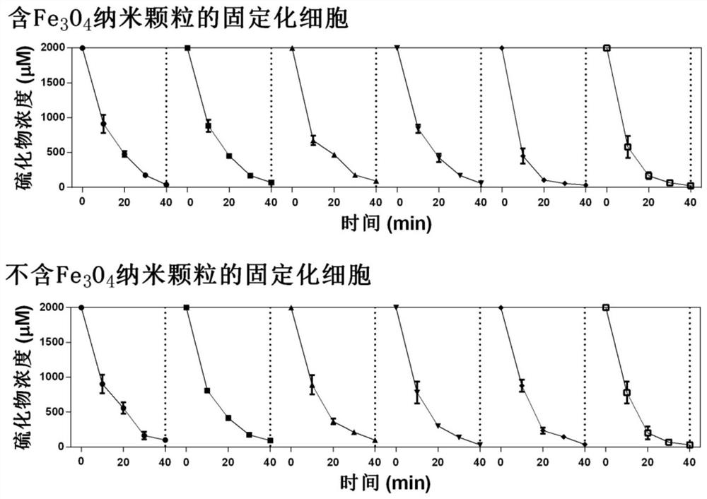 A kind of immobilized heterotrophic microorganism for removing sulfide and its preparation method and application