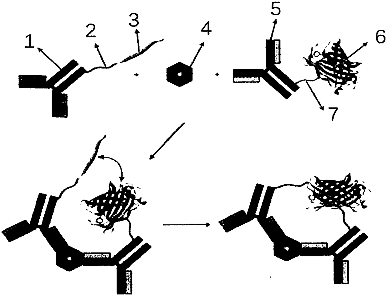 MPO detection kit based on bimolecular fluorescence complementation technology, preparation method and use method thereof