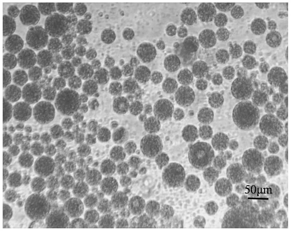 Sodium alginate modified ropivacaine hydrochloride multivesicular liposome microsphere as well as preparation method and application thereof