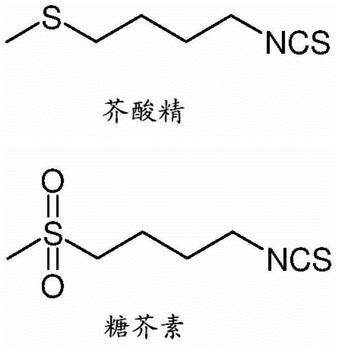 Sulforaphane isolation and purification