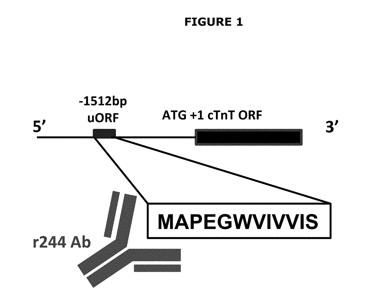 Biomarker for cardiac disorders