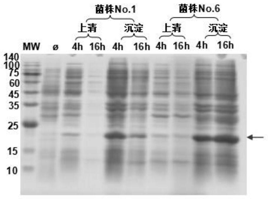 Preparation method and application of recombinant VEGFB