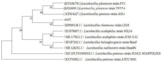 A kind of Lactobacillus rhamnosus and its application in the preparation of bacteriocin