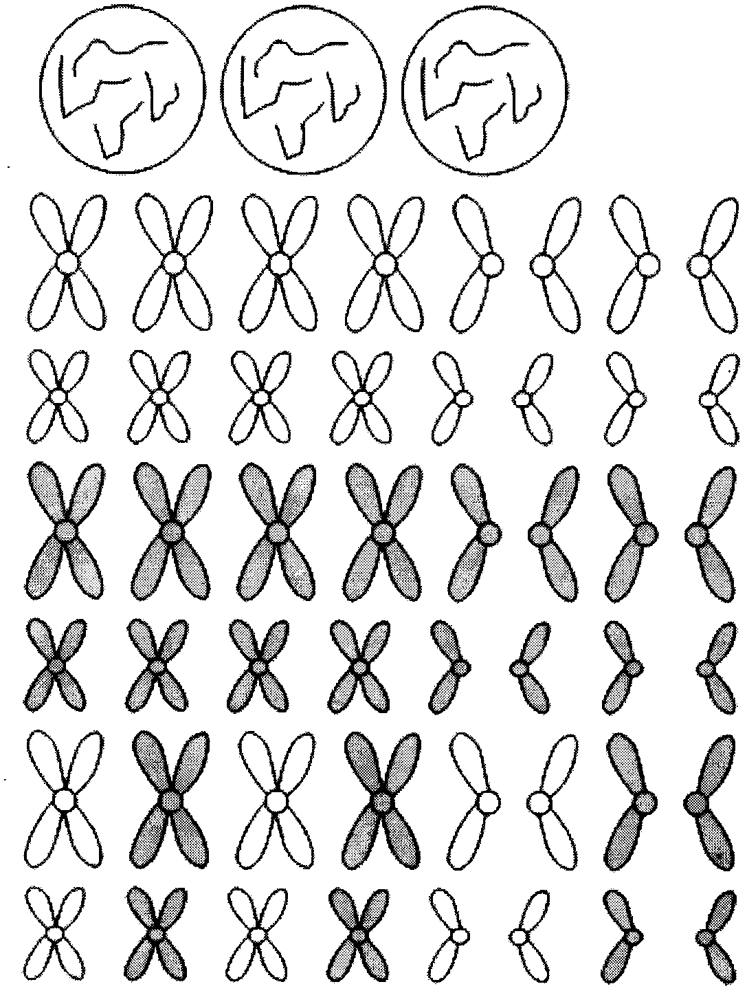 Cell division chromosome model jigsaw teaching aid