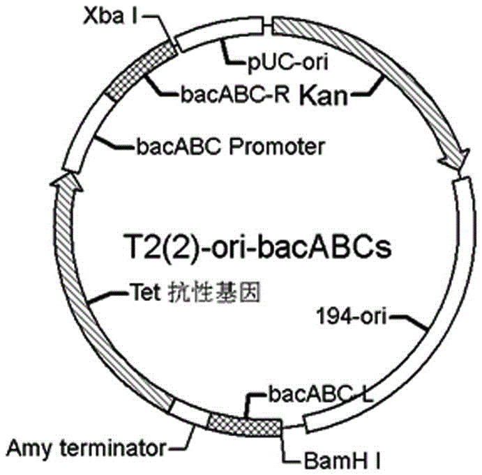 A kind of operon bacabc copy number multiplication and bacillus licheniformis knockout reca gene and its construction method