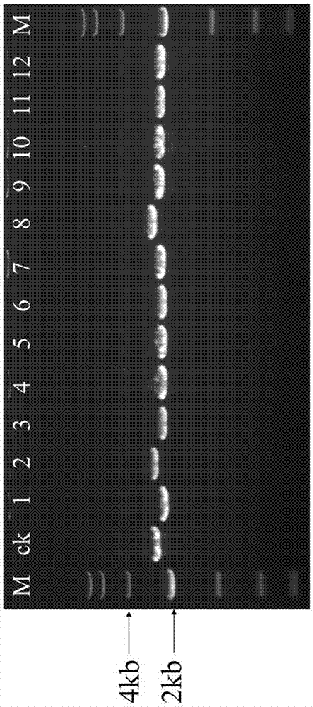 Gene editing vector for corynebacterium glutamicum, preparation method, system and application thereof