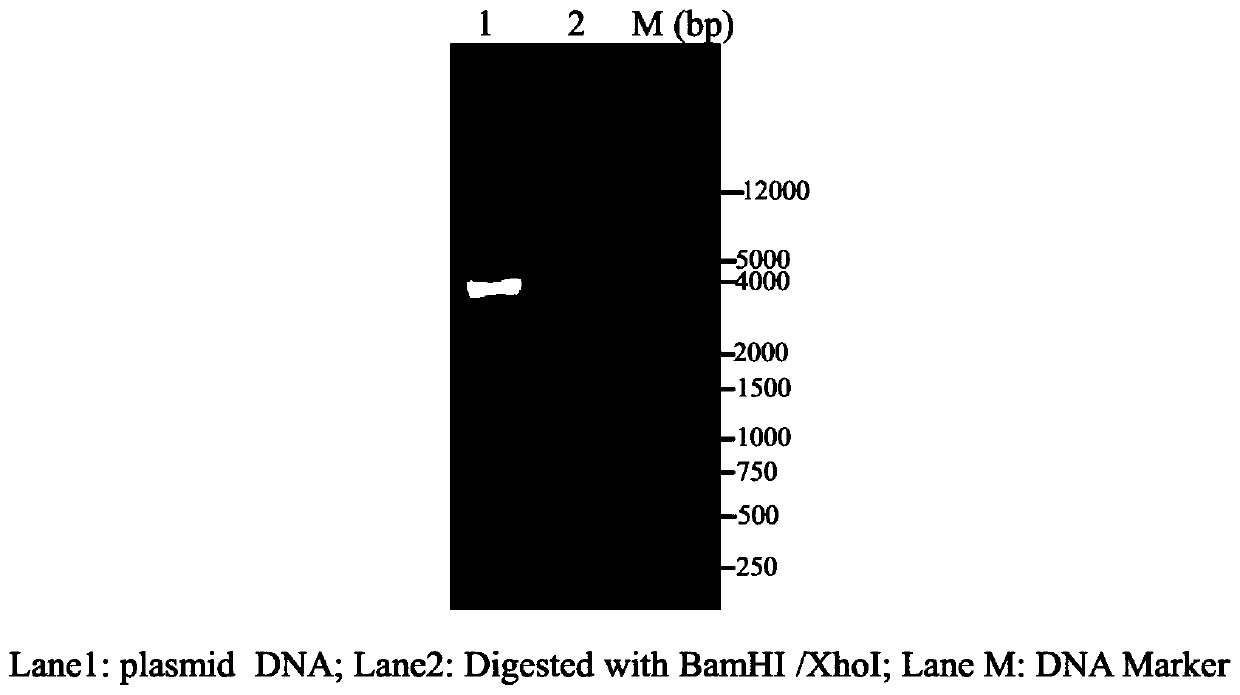 Sorghum 14-3-3 protein GF14a gene and recombinant vector and expression method thereof