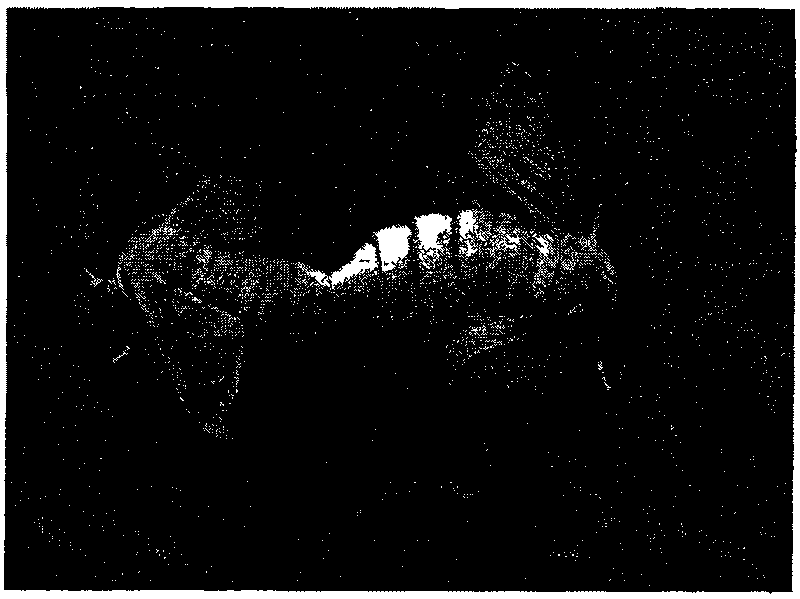 Method for breeding varieties of silkworm without palea scales on wings of imago