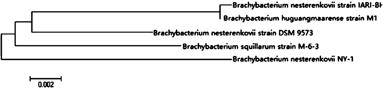 Brachybacterium nesterenkovii-containing microbial agent