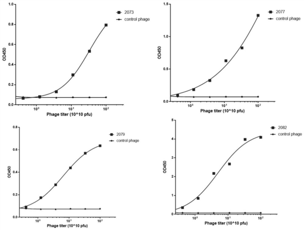 Antibody, chimeric antigen receptor and medicament targeting BCMA protein