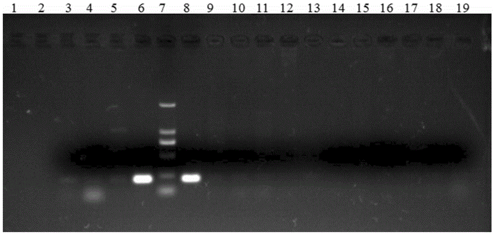 PCR detection primer and method of Vibro Splendidus and application of PCR detection primer