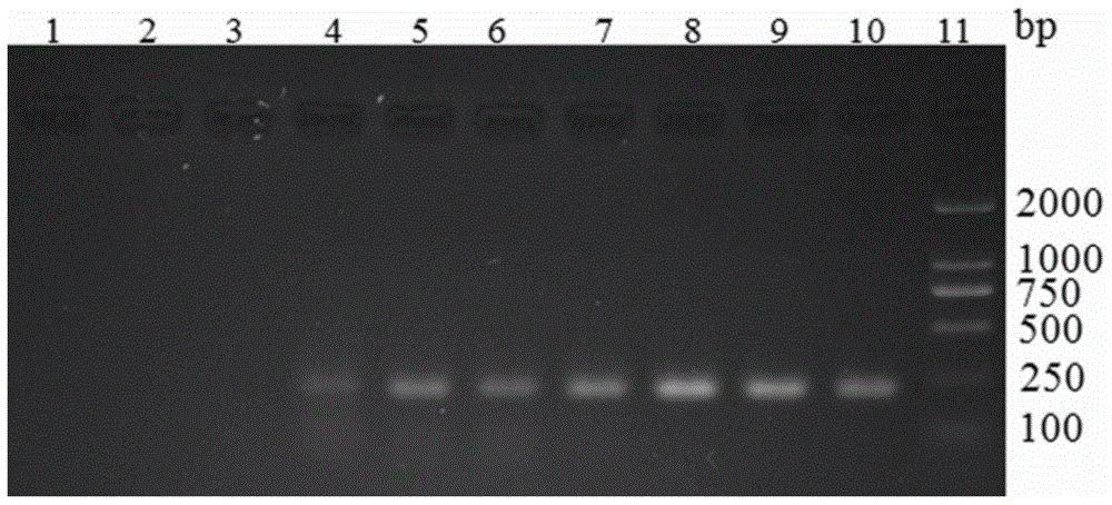PCR detection primer and method of Vibro Splendidus and application of PCR detection primer