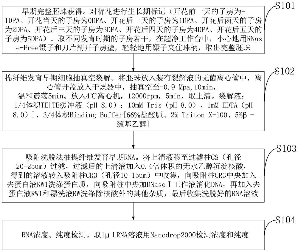 Method for extracting RNA in early development stage of cotton fiber cells