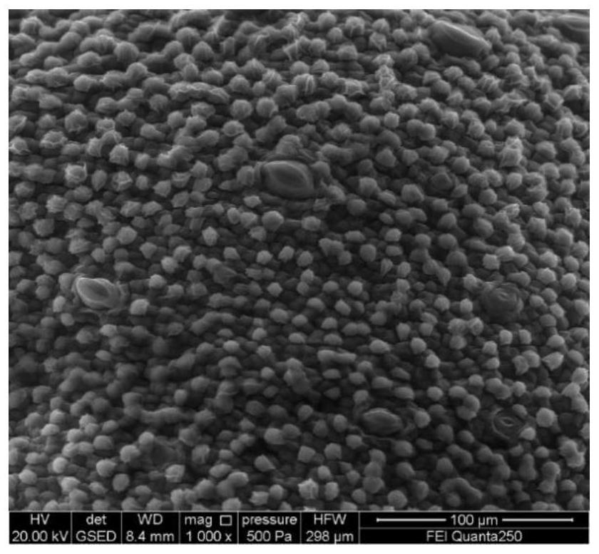 Method for extracting RNA in early development stage of cotton fiber cells