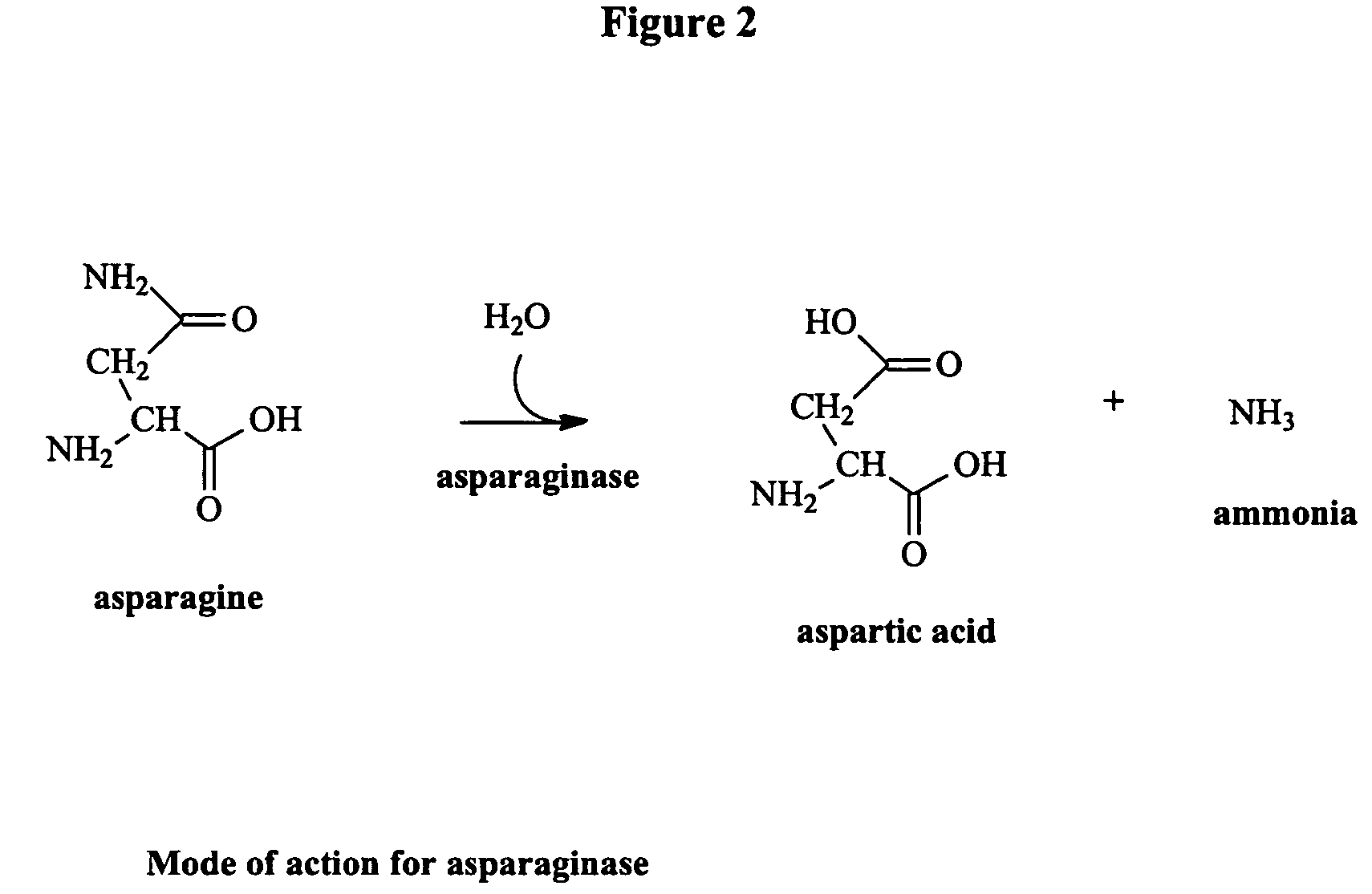 Method for reducing acrylamide in foods, foods having reduced levels of acrylamide and article of commerce