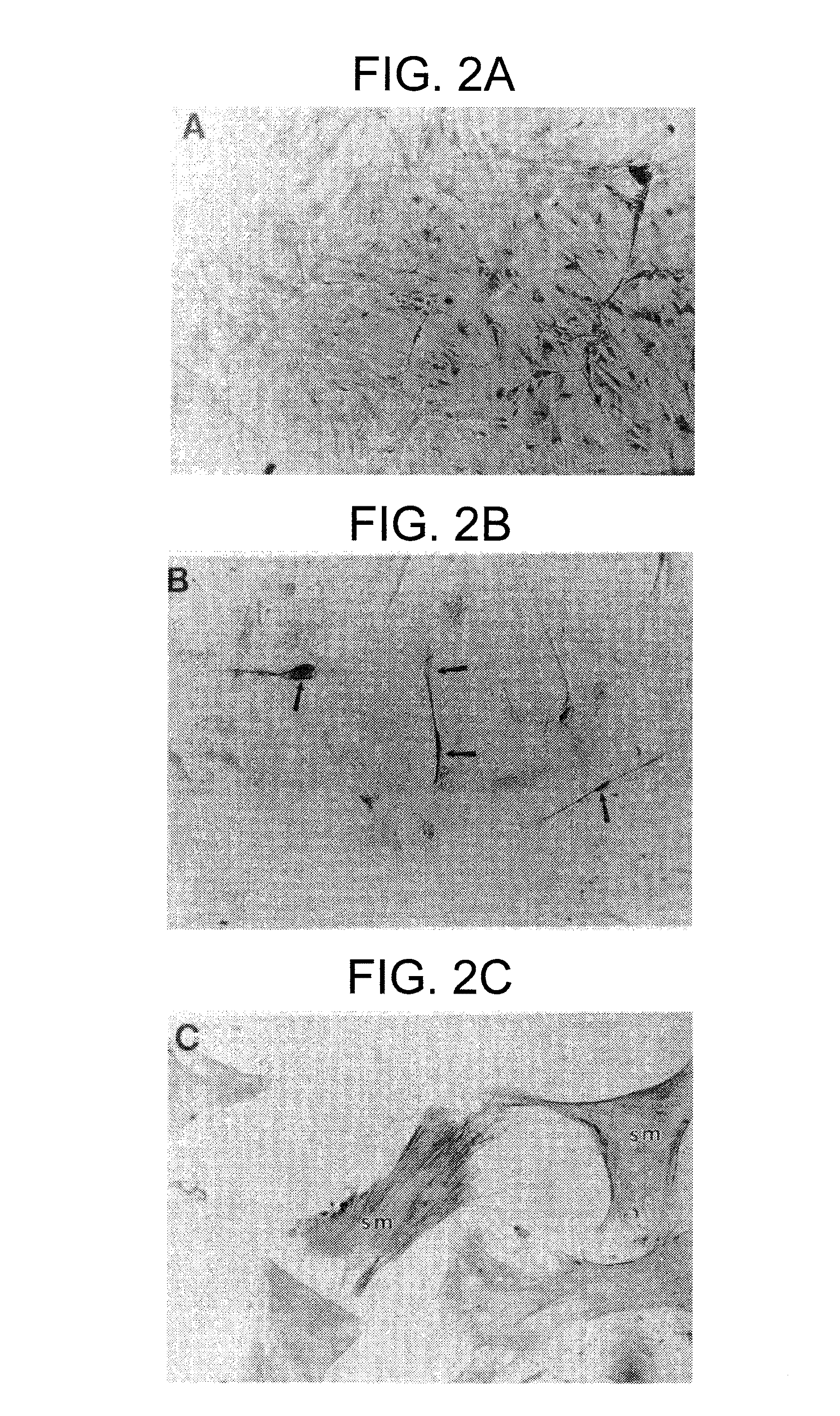 Pluripotent embryonic-like stem cells, compositions, methods and uses thereof