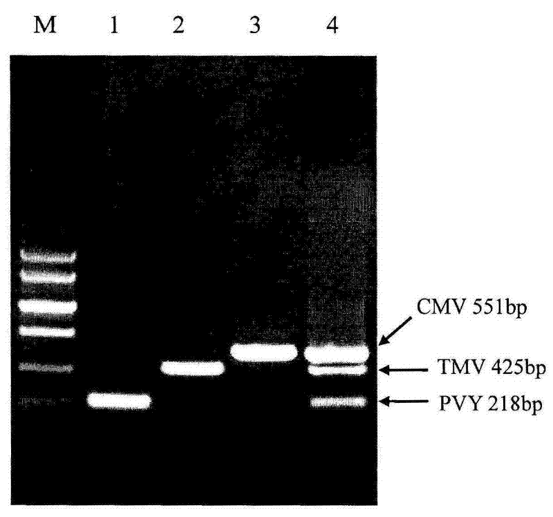 Method for synchronously detecting three kinds of viruses on tobacco through triple one-step method RT-PCR (Reverse Transcription Polymerase Chain Reaction)