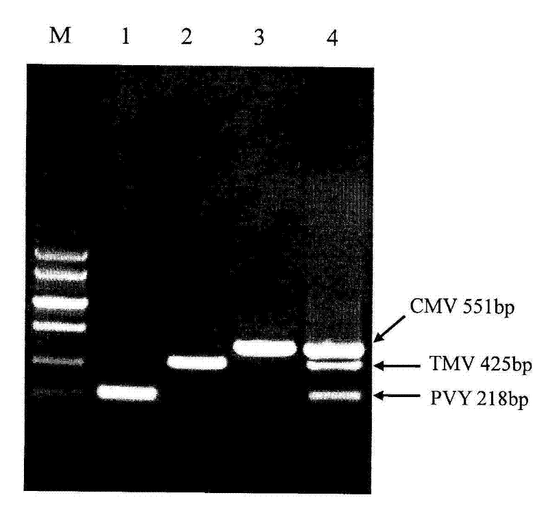 Method for synchronously detecting three kinds of viruses on tobacco through triple one-step method RT-PCR (Reverse Transcription Polymerase Chain Reaction)