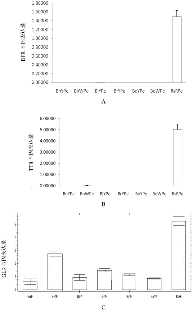 Application of interfering expression of lcyb and lcye while overexpressing gl3 in preparing Brassica plants with red petals