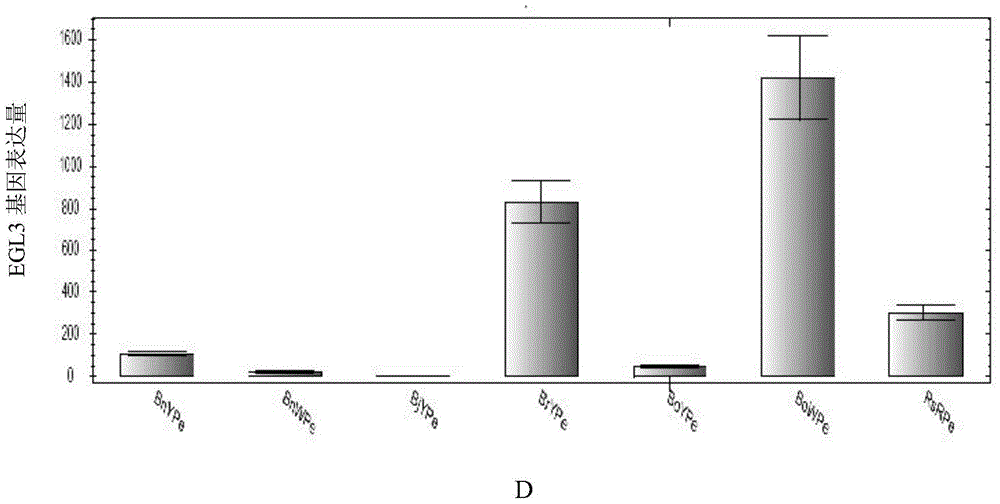 Application of interfering expression of lcyb and lcye while overexpressing gl3 in preparing Brassica plants with red petals