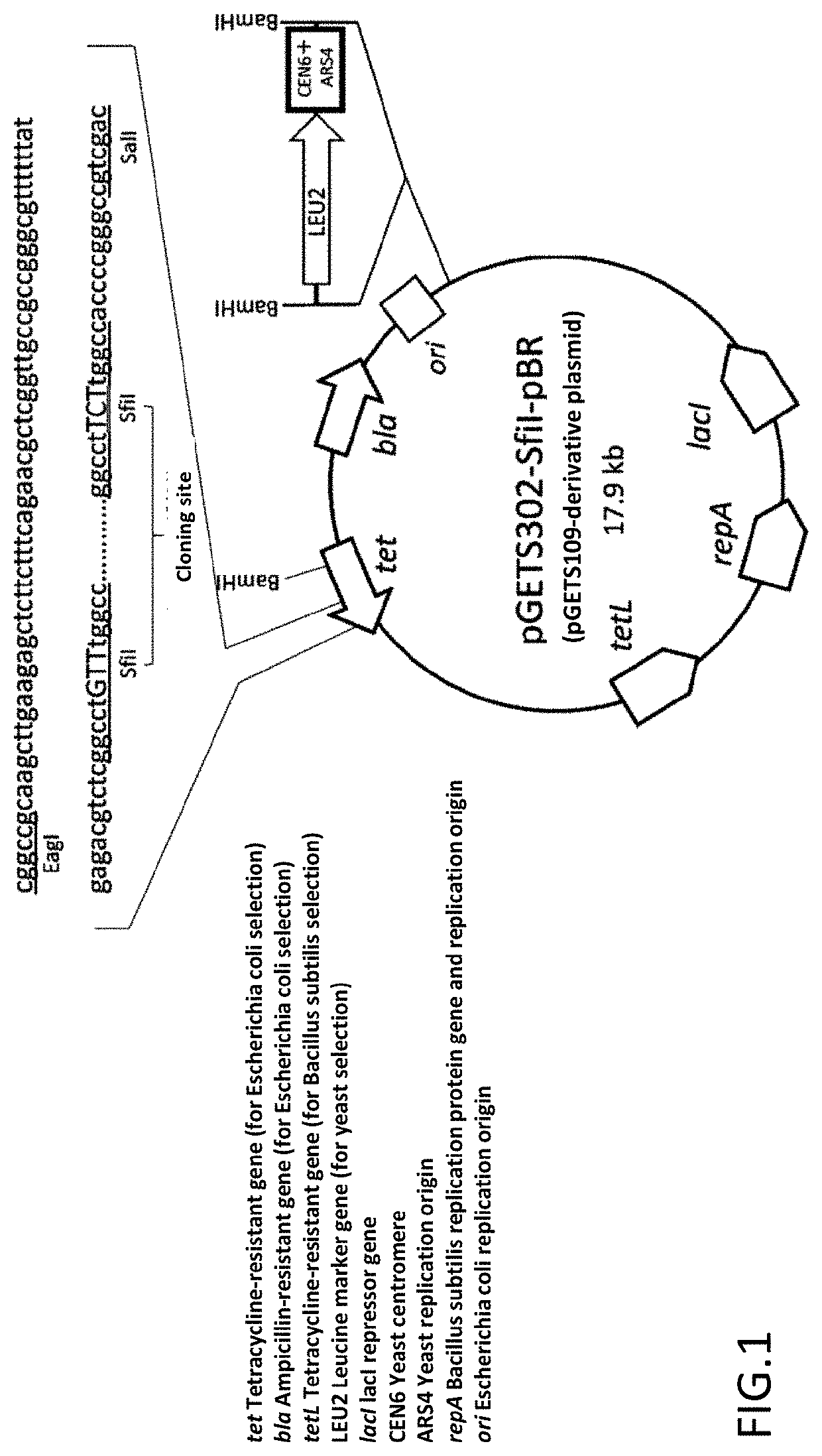 Method for constructing chimeric plasmid library