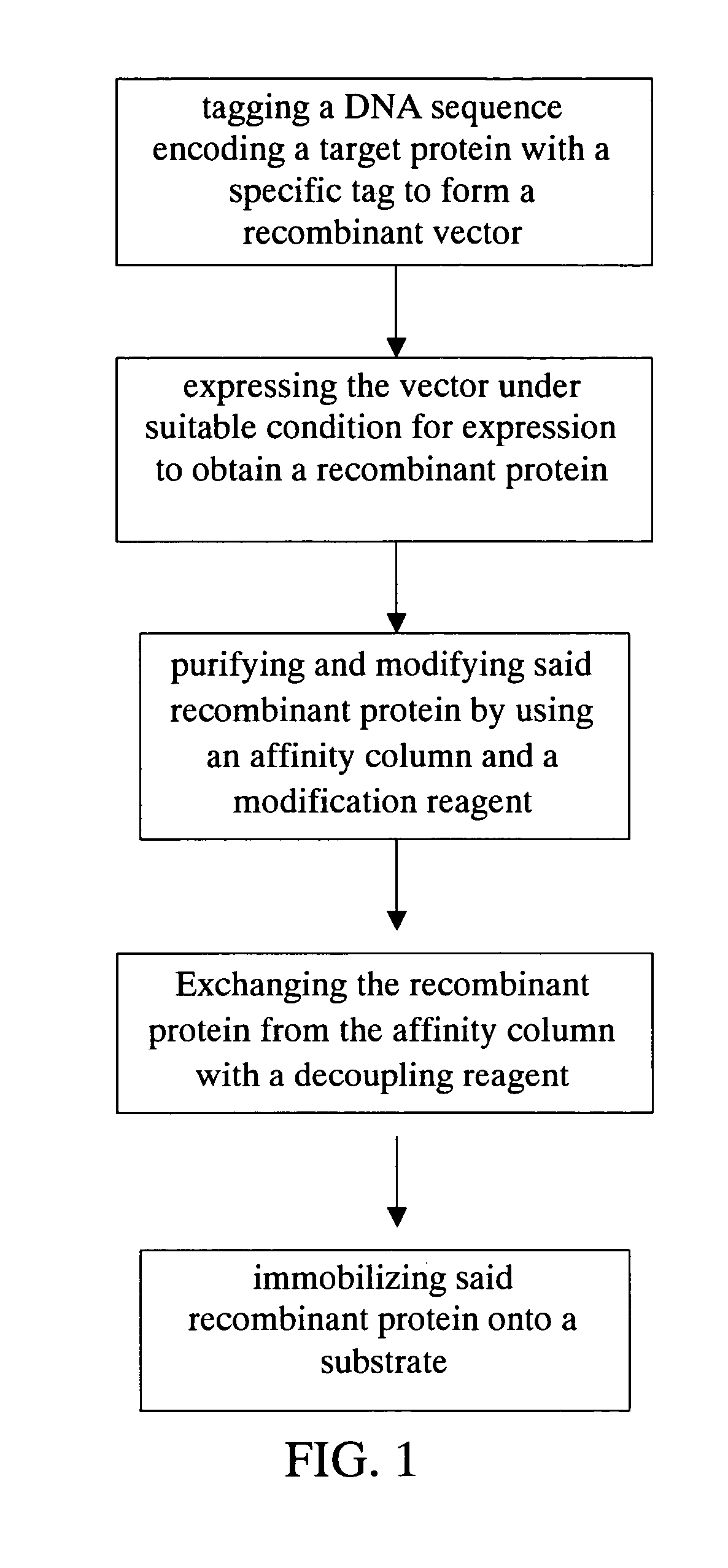 Method for purification, modification and immobilization of recombinant protein