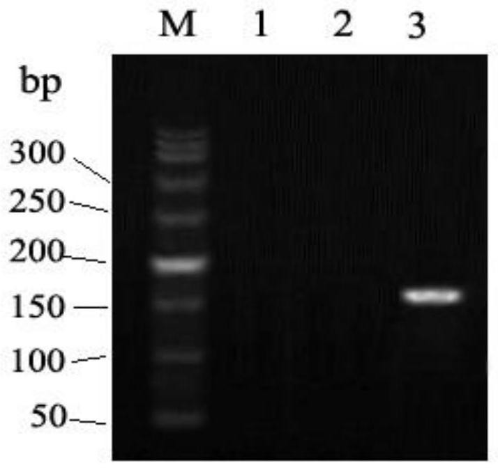 Detection of a breast cancer related gene brca2 locus g.32336265g&gt;t mutant